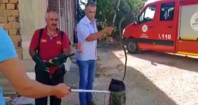 İtfaiye Ekiplerinin Yılan Avı