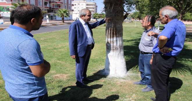 Şanlıurfada Ağaç Koruma Çalışmaları