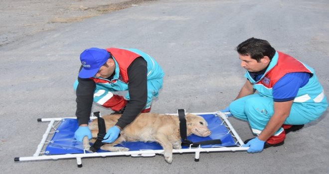 Kocasinanın Küçük Dostlar Ambulansı Bin 252 Can Kurtardı