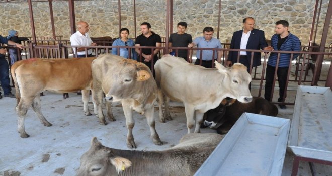 Gümüşhanede Genç Çiftçilerin Düveleri Teslim Edildi