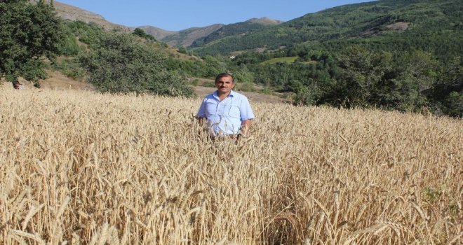 Gümüşhanede Kuşlar İçin Ekilen Tarlalar Başak Verdi