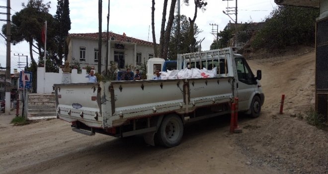 Sökede Çam Kozalaklarını İzinsiz Toplayanlar Yakalandı