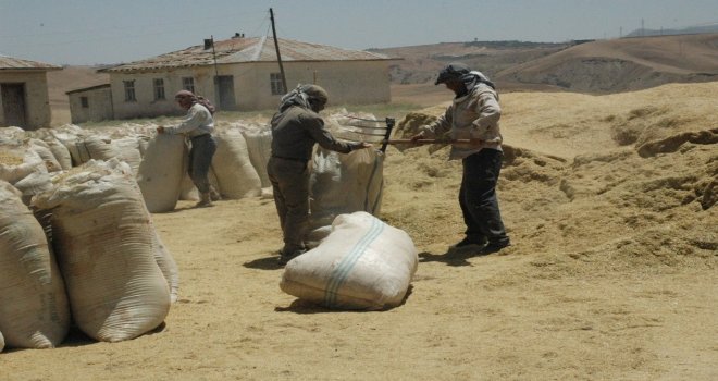 50 Bin Ton Hububat Alımı Gerçekleştirildi