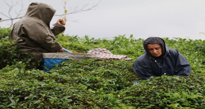 Çay Sezonunu Kemençe Eşliğinde Çay Toplayarak Sonlandırdılar