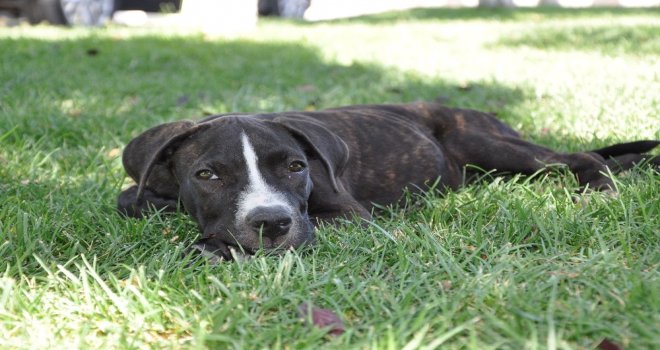 Kazazede Felçli Köpek Hayvan Barınağında Sağlığına Kavuştu