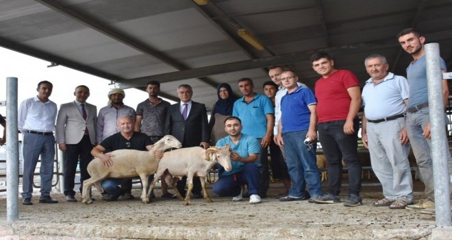 Genç Çiftçilere Küçükbaş Hayvanları Teslim Edildi