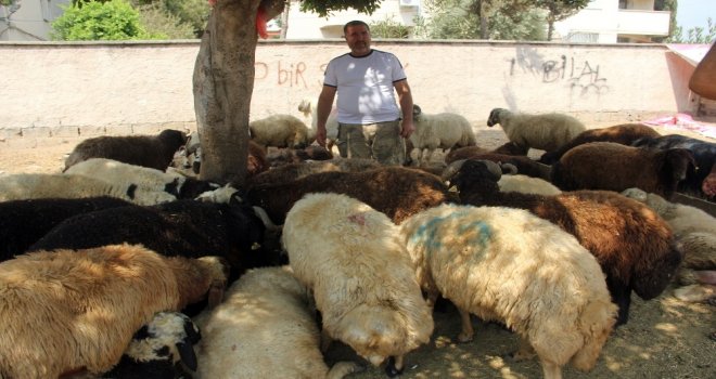 Kurban Satıcısı Her Yerde Alacak Verecek Defterini Arıyor