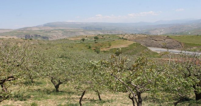 Siirtten Katar Ve Kuveyte Fıstık İhraç Edilecek