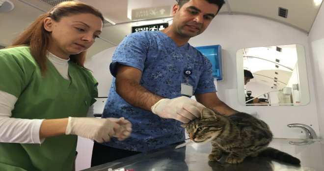 İbb Vetbüs Çekmeköyde Hayvanları Sağlık Taramasından Geçirdi
