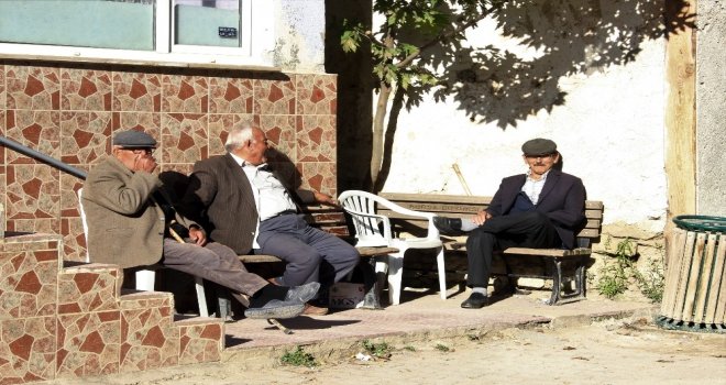 Bursada Ayılar 11 İneği Parçalayıp Toprağa Gömdü