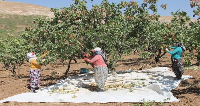 Siirtte Fıstık Hasadı Sürüyor