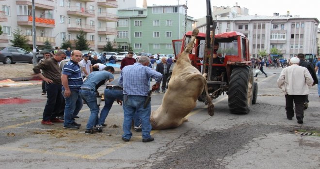 Kurbanlarını Keserken Zor Anlar Yaşadılar