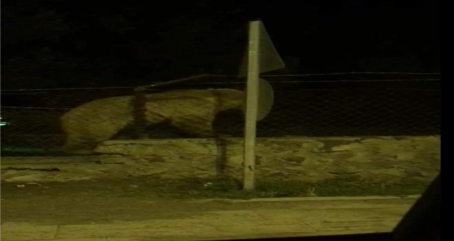 Sarıkamışta Ayının Tel Örgüden Geçme Yöntemi Şaşırttı