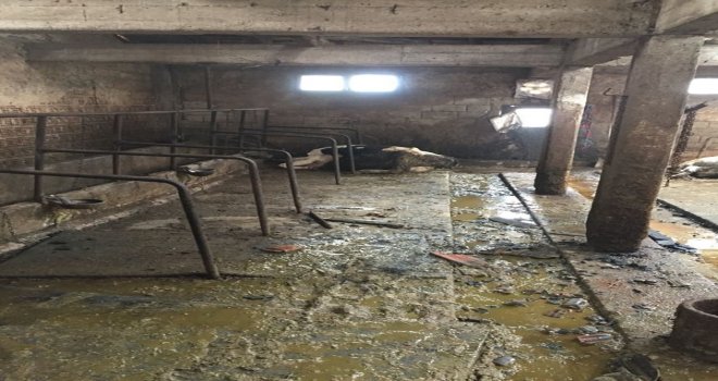 Bolunun Tatlar Köyünde Çıkan Yangında 2 Hayvan Telef Oldu
