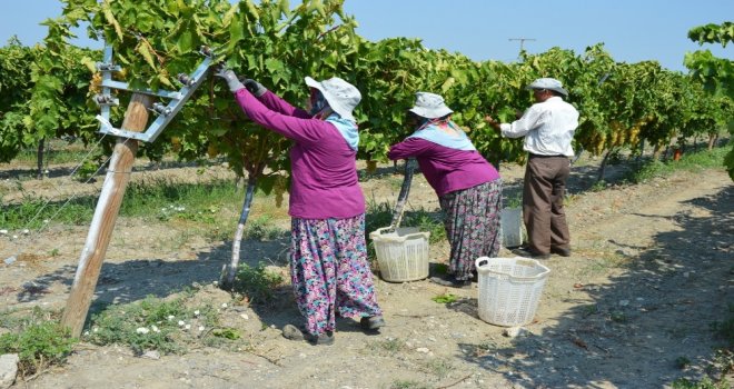 Manisada Kuru Üzüm İçin Hasat Erken Başladı