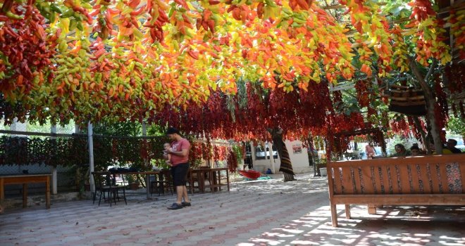 Tescilli Kale Biberi Sofralardan Önce Duvarları Süslüyor