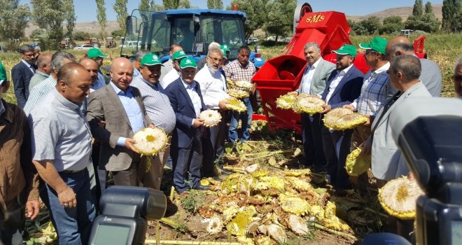 Kayseri Şeker İle Kızık Köyü Birlikte Ayçekirdeği Hasad Etkinliği Düzenledi