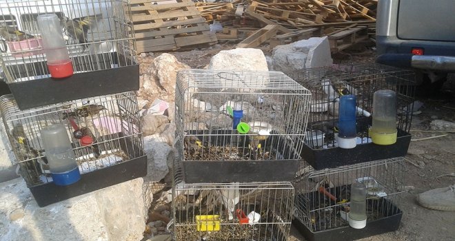 Antalyada Saka Kuşu Satanlar Yakalandı