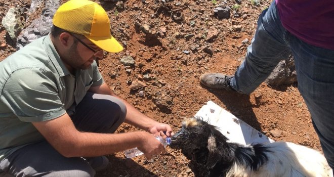 Yola Dökülen Zift, Hayvanlar İçin Büyük Tehlike