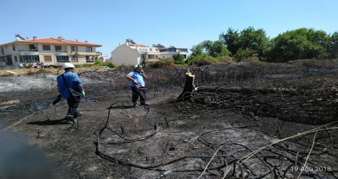 Kavak Ağacı Yangın Çıkardı