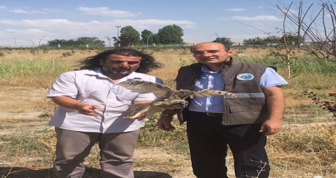 Tedavileri Tamamlanan Kızıl Şahin Ve Kulaklı Orman Baykuş Yaşam Alanlarına Bırakıldı