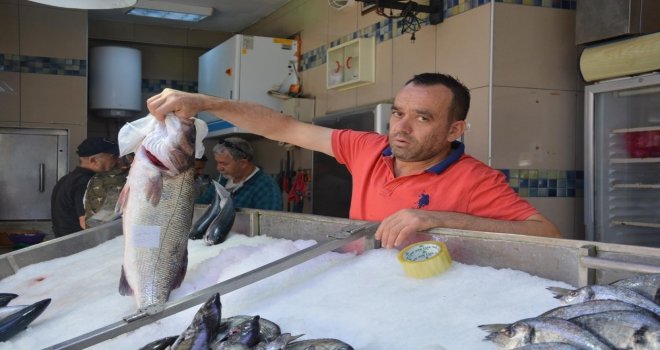 Sinoplu Balıkçılara 7 Kilogramlık Levrek Sürprizi