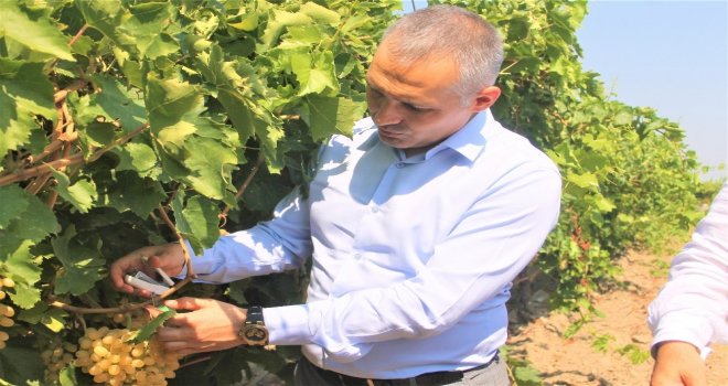 Manisada Üzüm Bağlarını Faydalı Böcekler Koruyor