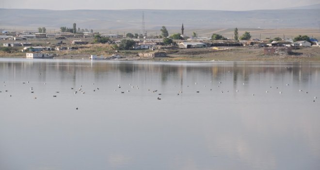 Kars Baraj Gölü Yaban Hayatına Ev Sahipliği Yapıyor