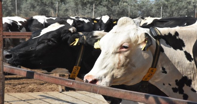 Muğlada Şap Aşılama Kampanyası Başladı