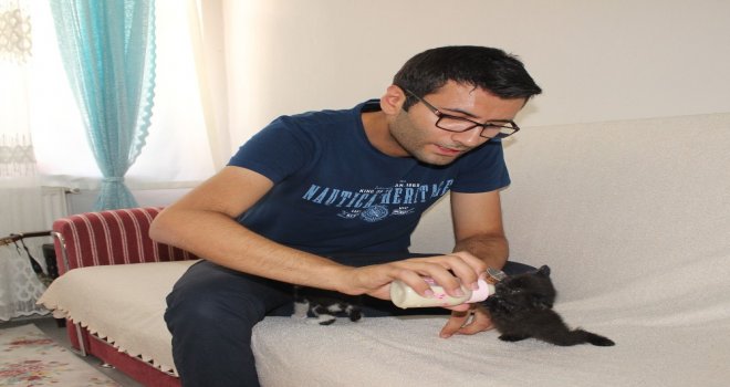 Yavru Kedileri Biberonla Büyütüyor