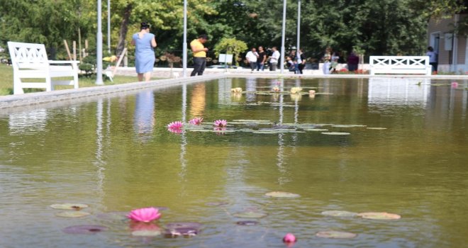 Türkiyenin İlk Nilüfer Üretim Merkezi Açıldı