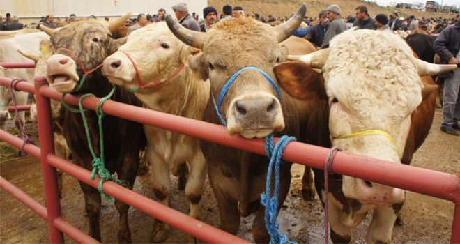 Dr. Öztürk: Şarbon Aşı İle Önlenebiliyor, Panik Oluşturacak Bir Durum Yok”