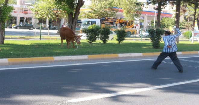 Kurbanlık Dana Ortalığı Birbirine Kattı