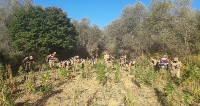 Kahramanmaraşta Bin 873 Kök Kenevir Ele Geçirildi
