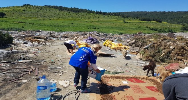 Hayvan Dostu Kadın Köpekleri Besliyor
