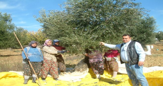 Burhaniyede Korkulan Olmadı