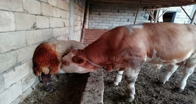 Hırsızlıktan Şüphelendi Gördüklerine İnanamadı