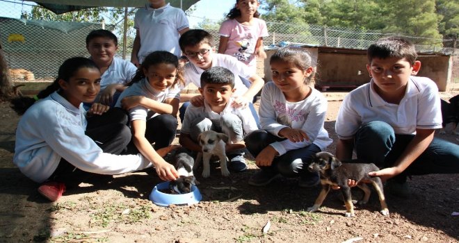Minik Öğrenciler Barınaktaki Hayvanlı Besledi