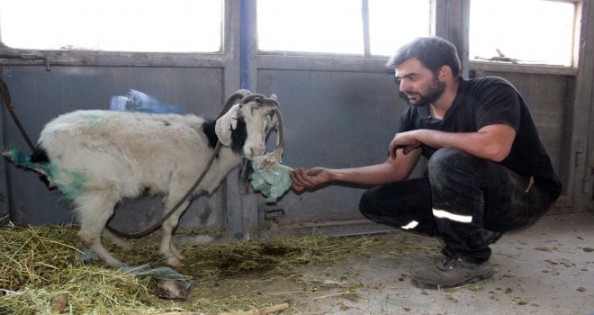Kurdun Yaraladığı Keçiyi Ölmek Üzereyken Tamirciler Kurtardı