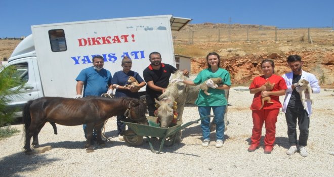 (Özel) Mardinde İşkence Gören At Tedavi İçin İstanbula Gönderildi