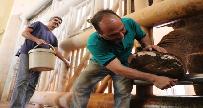 5 Tonluk Fillerin Bayram Temizliği