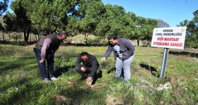 Trüf Mantarı Uygulama Sahasında Kültür Bakımı