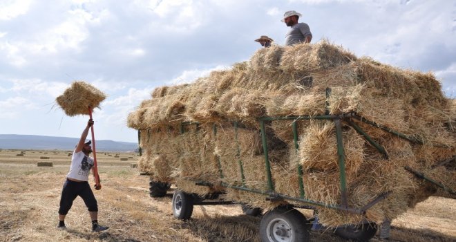 Karsta Sıcak Havada Çiftçilerin Ot Toplama Mesaisi