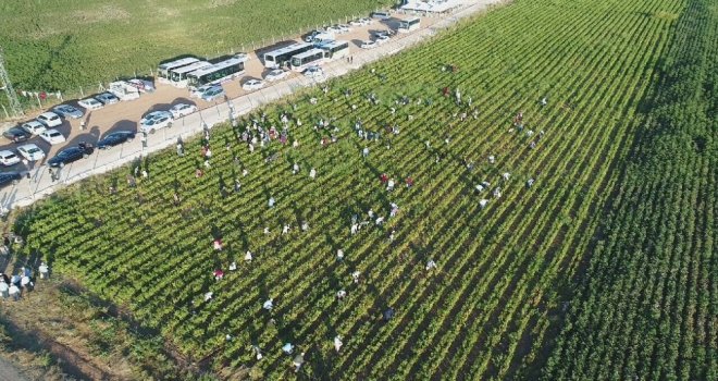 İsot Festivali Renkli Görüntülerle Başladı