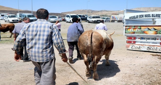 Kurban Bayramında 27 Bin 925 Hayvan Kesildi