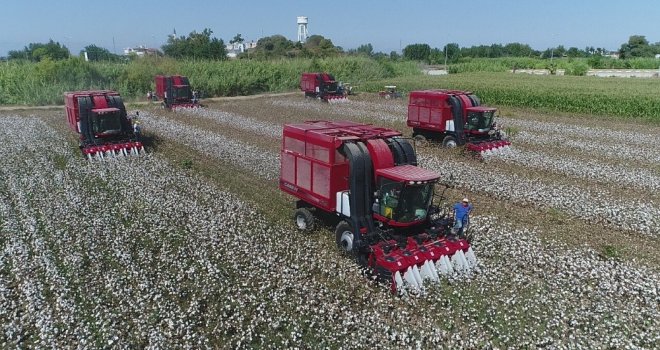 Antalyada Beyaz Altında Hasat Başladı