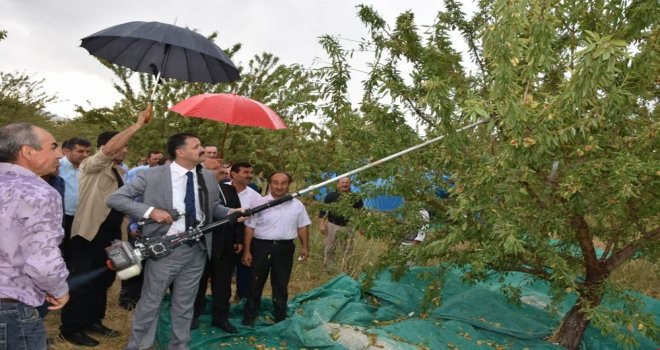 Kırıkkalede Badem Hasadı Başladı