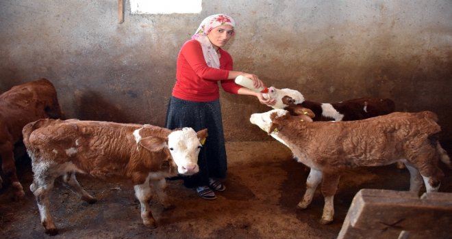 Satın Aldığı Sütle Yavru Danaları Biberonla Besliyor