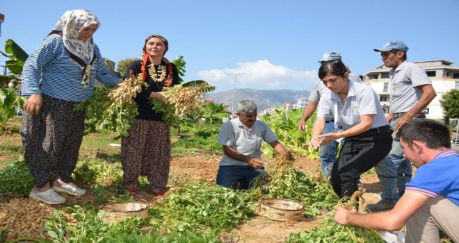 Bozyazıda Yol Kenarlarına Ekilen Yer Fıstıkları Hasat Edildi