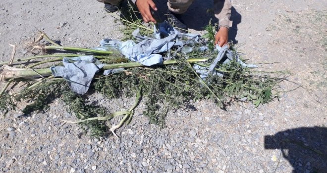 Elazığda 1,5 Kilo Esrar Ele Geçirildi